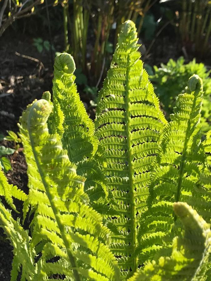 Blomstertantens Hus Villa Trelleborg Exteriör bild