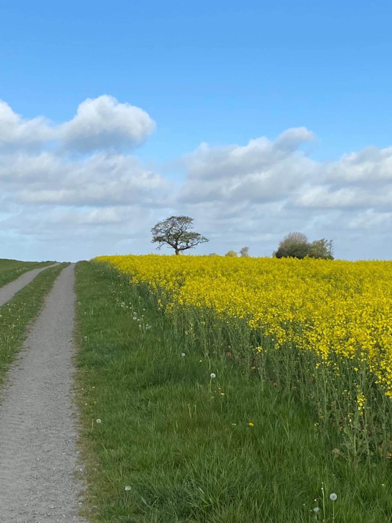 Blomstertantens Hus Villa Trelleborg Exteriör bild