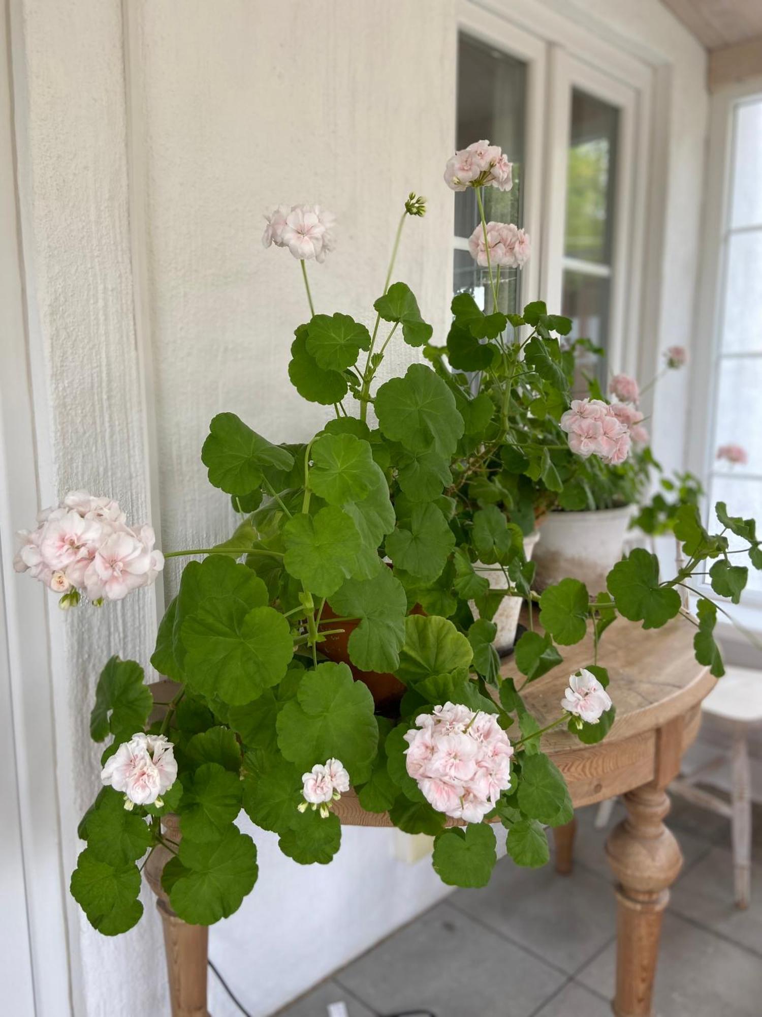 Blomstertantens Hus Villa Trelleborg Exteriör bild