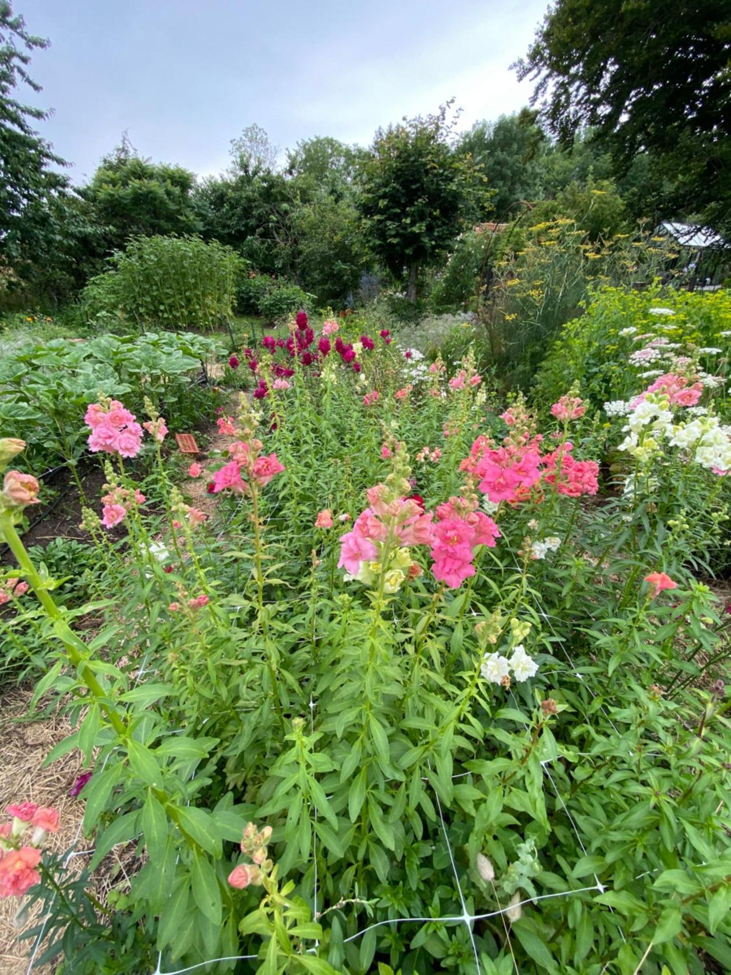 Blomstertantens Hus Villa Trelleborg Exteriör bild