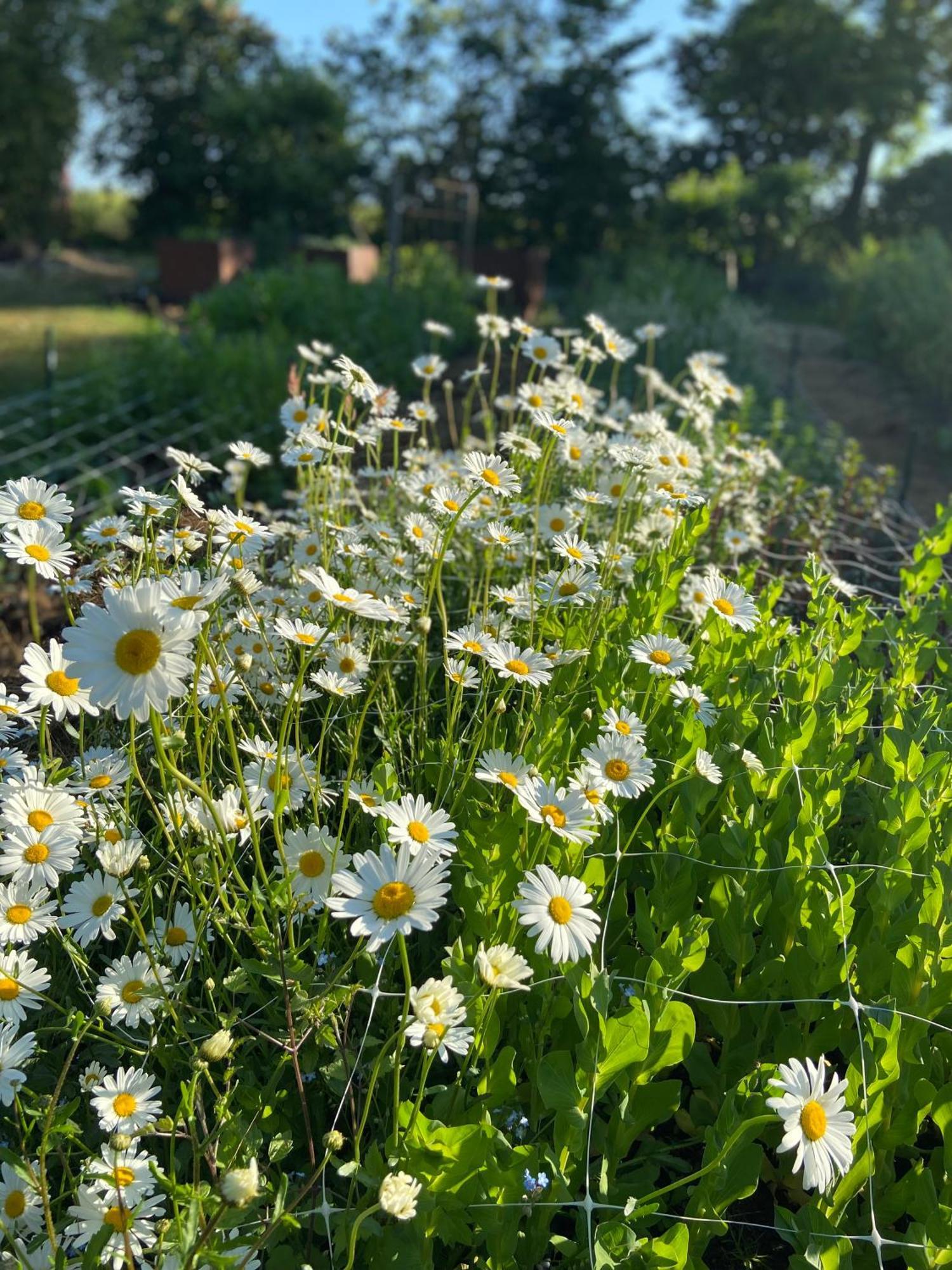 Blomstertantens Hus Villa Trelleborg Exteriör bild